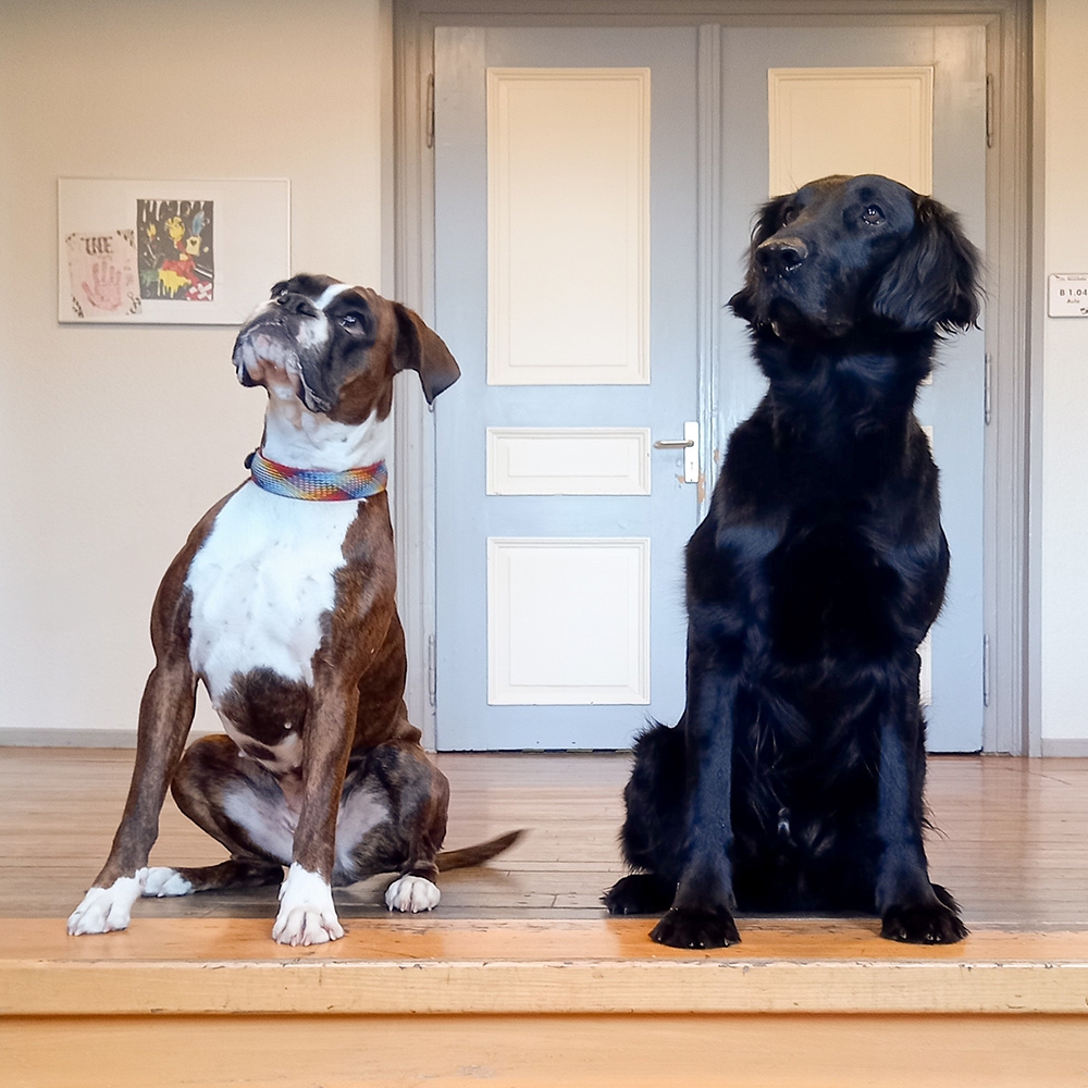 schulhunde